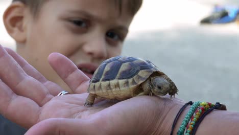 caucasian boy watching a baby leopard tortoise, standing on his mother's hand outdoors 120fps