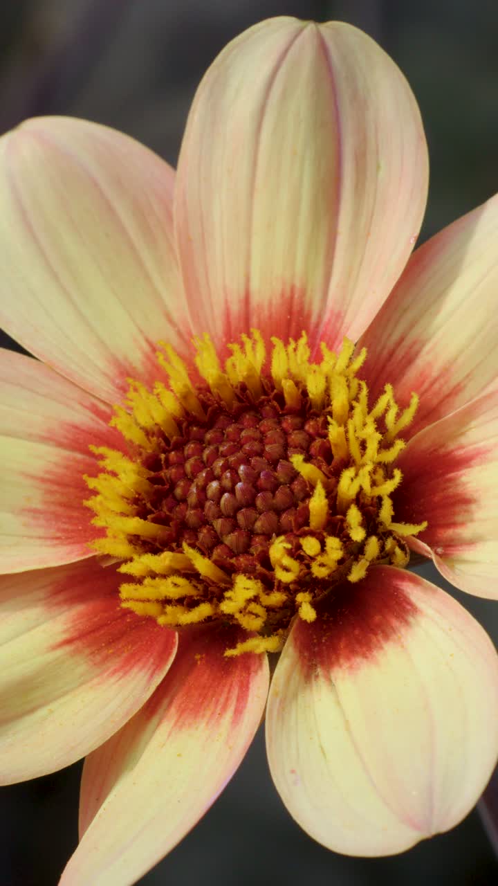 Ape atterra su un fiore di dalia, raccogliendo polline alla luce naturale, macro ravvicinata, inquadratura statica.