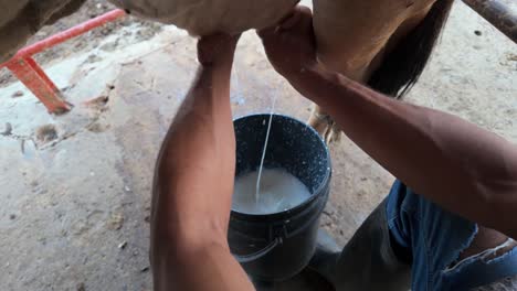 traditional cow milking by hand, close shot of milk stream into bucket