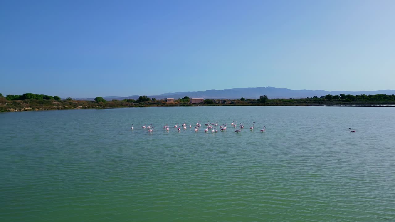 un avión no tripulado se mueve hacia adelante, una toma de flamencos rosados de pie en el agua en stagno di sa perda bianca, cagliari, cerdeña, italia durante el día