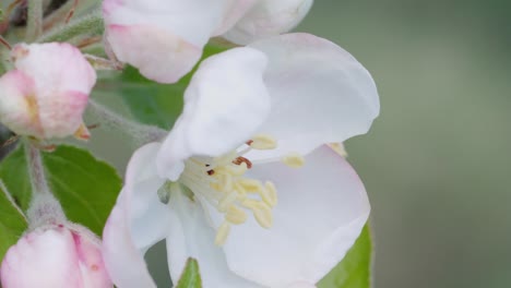 Closeup-shot-of-the-white-and-pink-apple-blossom-flower-on-a-apple-tree-in-spring-time