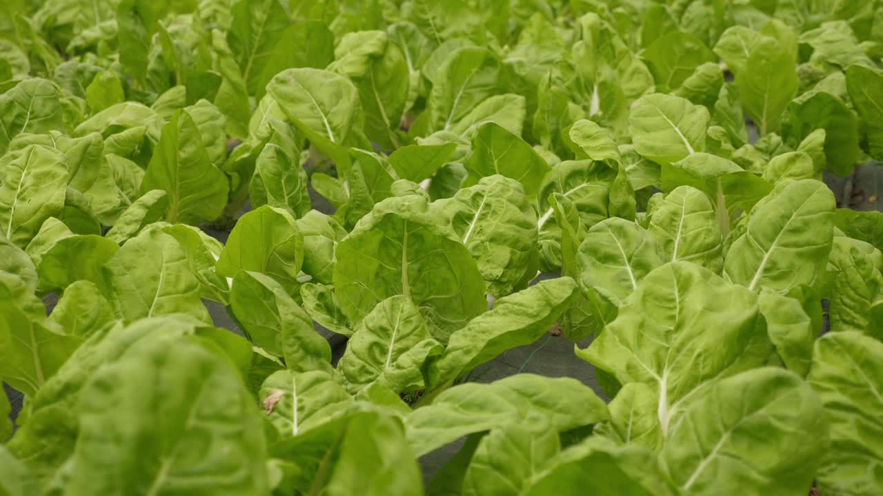 primer plano de lechuga verde orgánica y sostenible, dentro de un invernadero libre de pesticidas