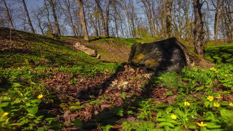 Sonnenlicht-Durch-Waldboden-An-Einem-Sonnigen-Morgen