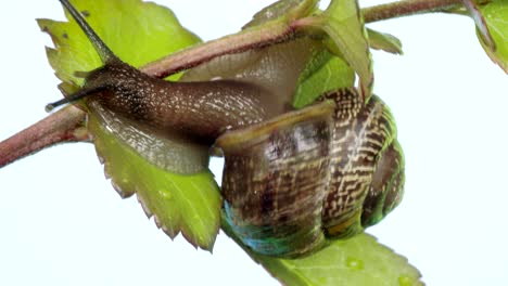 the slow motion of a slug in the leaf 4k fs700 odyssey 7q