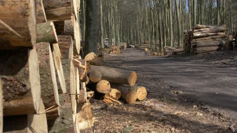 stacks of sawed tree trunks in the forest