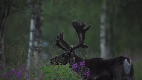 Der-Blick-Auf-Hirsche,-Die-Im-Grünen-Von-Vangsvik,-Senja-In-Norwegen,-Auf-Nahrungssuche-Gehen-–-Aus-Nächster-Nähe