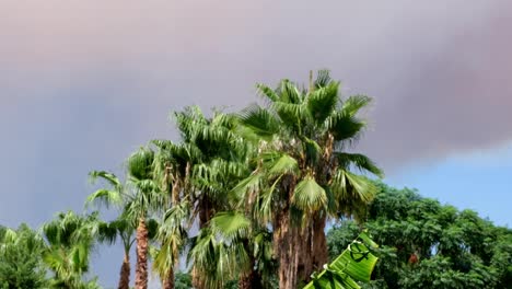 campfire smoke in the sunset light against the backdrop of palm trees with huge clouds of orange smoke and flames. exotic look. environmental pollution concept from forest fires