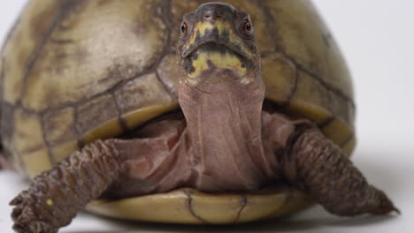 Common-box-turtle-close-up-on-face-looking-directly-into-camera