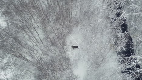 Un-Alce-Solitario-Caminando-Por-Un-Bosque-Nevado-En-Invierno-En-El-Norte-De-Europa,-Vista-Aérea-De-Arriba-Hacia-Abajo