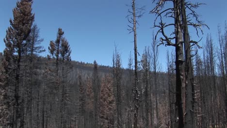 un incendio forestal con árboles talados 1