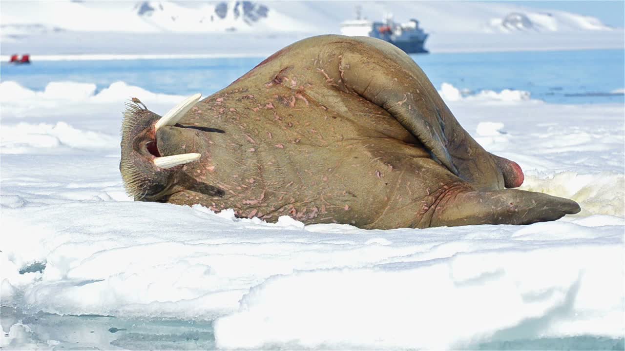 노르웨이 스발바르 군도의 nordaustlandet에 있는 hinlopen 해협의 얼음 흐름 torelleneset에 있는 수컷 바다코끼리