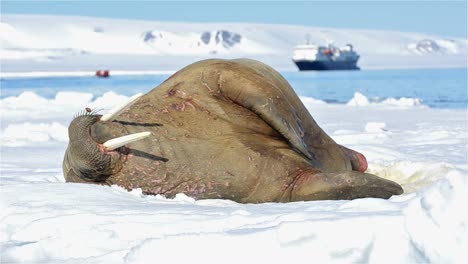 Un-Macho-De-Morsa-En-Un-Flujo-De-Hielo-Torelleneset-En-El-Estrecho-De-Hinlopen-En-Nordaustlandet-En-El-Archipiélago-De-Svalbard,-Noruega