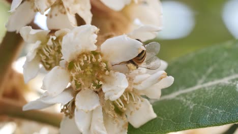 Primer-Plano-De-Una-Abeja-Trepando-Sobre-Flores-Blancas-Mientras-Recoge-Polen