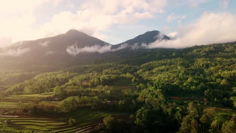 densely nature landscape at the tourist attraction at jatiluwih rice terraces in bali, indonesia