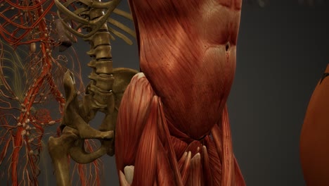 geanimeerde 3d-illustratie van menselijke anatomie