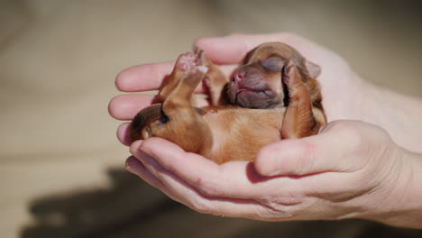 un hombre sostiene un cachorro recién nacido en la palma de su mano 02