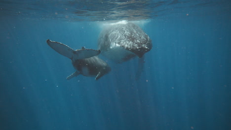 ballenas jorobadas en tonga