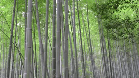 hermoso bosque de bambú de kyoto