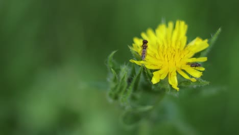 insect interacting with yellow flower in nature