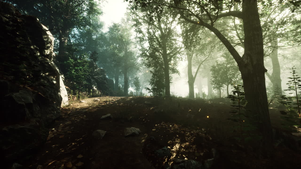bosque en la niebla de la mañana de otoño