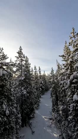 El-Dron-De-Carrera-FPV-Navega-Cerca-De-Los-árboles-En-La-Nieve.