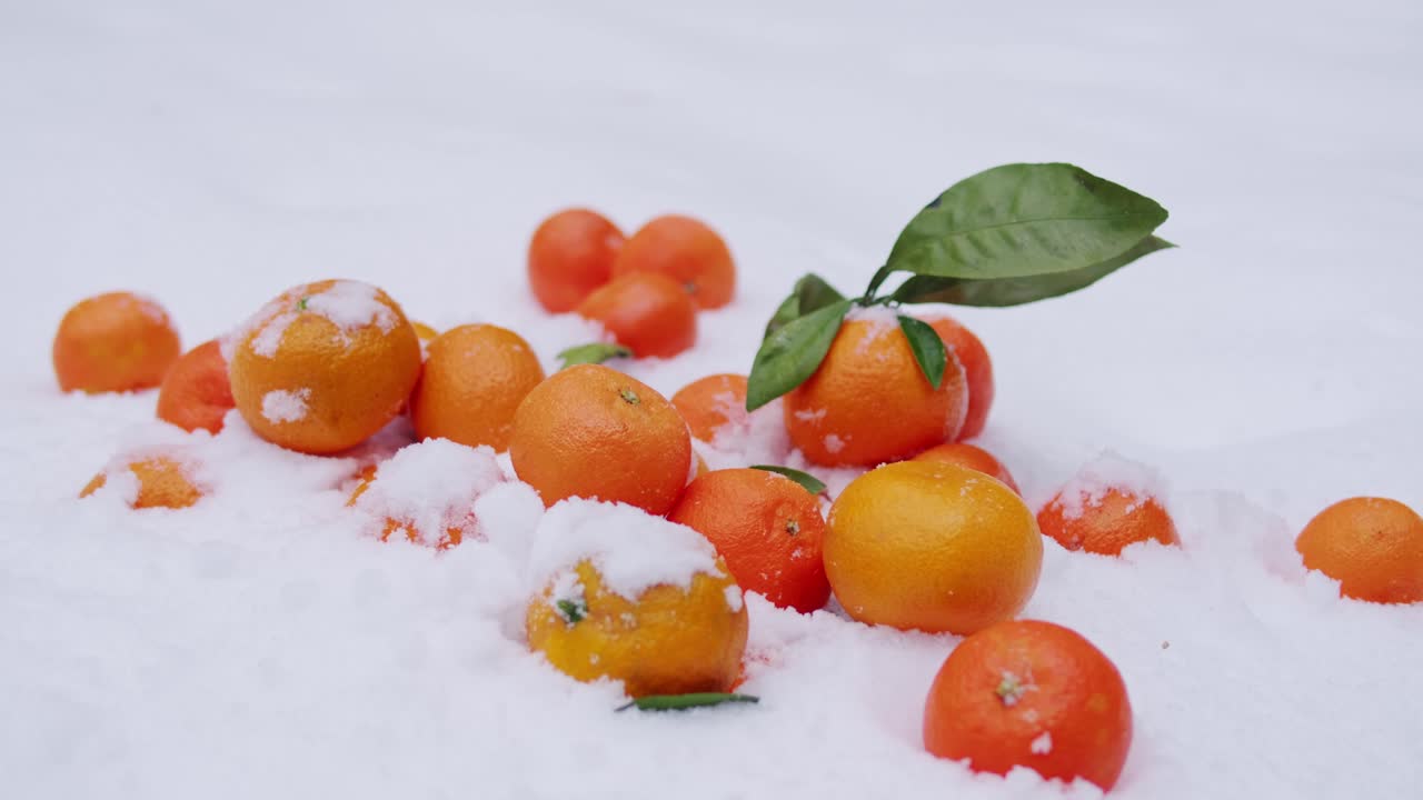 눈 속의 오렌지