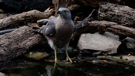 Das-Shikra-Ist-Ein-Kleiner-Raubvogel,-Der-In-Asien-Und-Afrika-Vorkommt