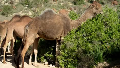 morocco camel 09