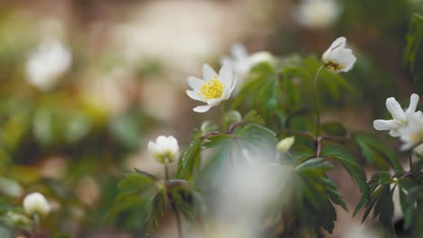 Hermosas-Flores-Blancas-De-Anémona-En-Plena-Floración