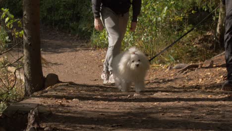 cute white dog in a forest looking as a love affair
