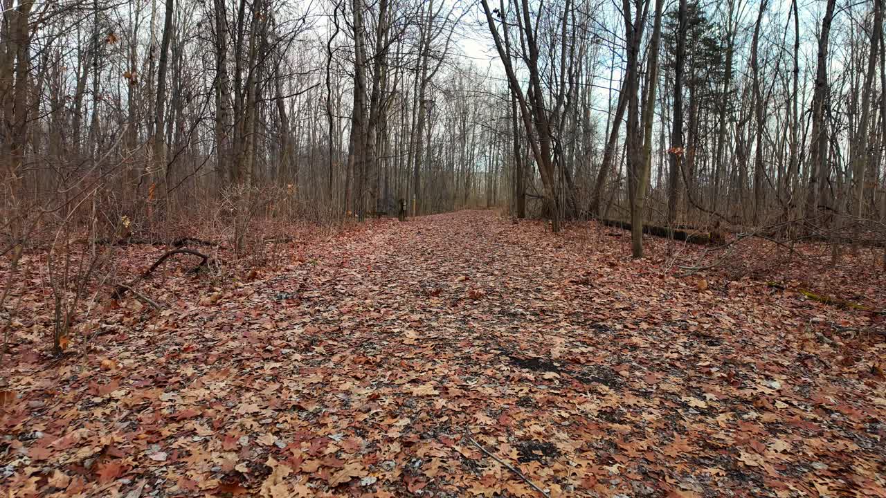 Skovsti, der går gennem nøgne træer om vinteren ved Crosswinds Marsh, Wayne county, Michigan, USA