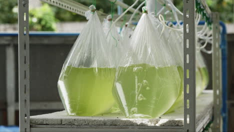 fish bag culture system