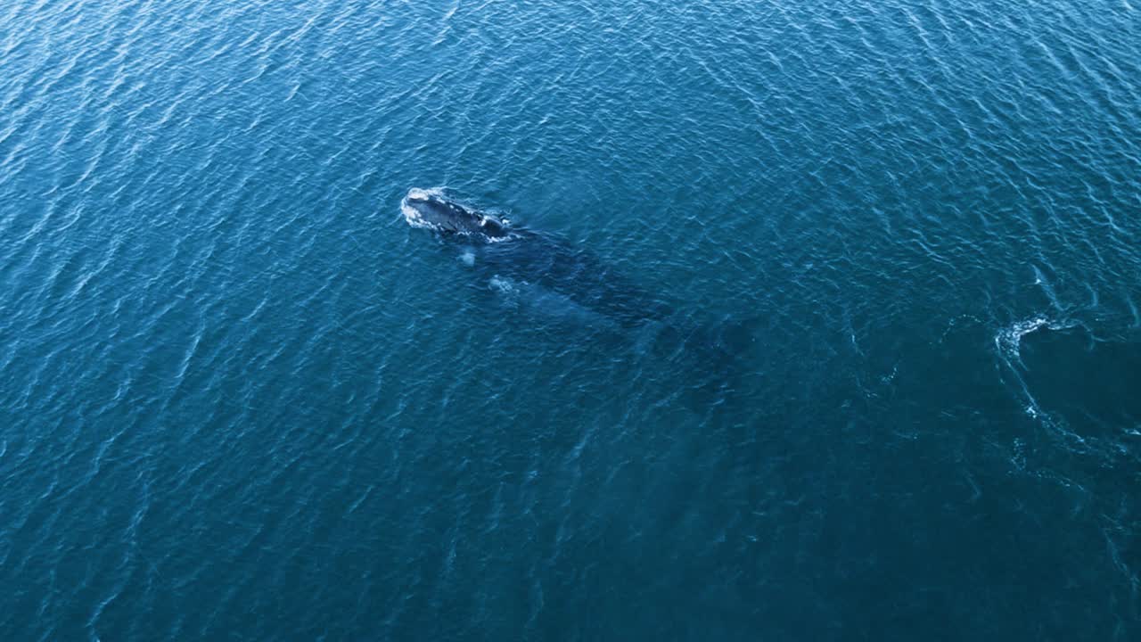 잔잔한 바다에서 어머니 옆에서 수영하는 아기 고래 - 공중 보기 슬로모션