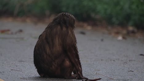 Oso-Macaco,-Macaca-Arctoides,-Imágenes-De-4k