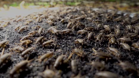 close up detail video of a multitude of crickets in a cricket farm in cambodia