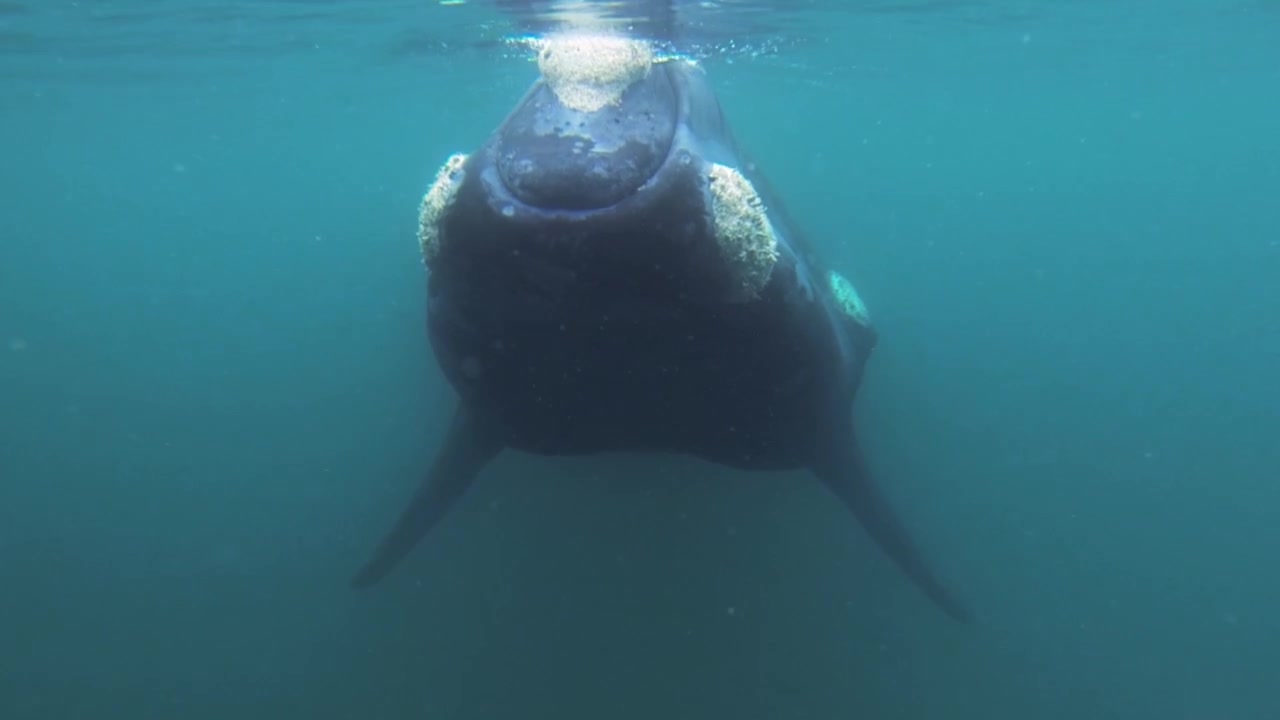 Balena che si avvicina alla telecamera, dettaglio della pelle e primo piano dell'occhio a sessanta fps