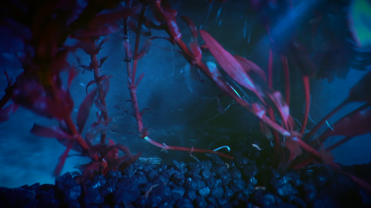 la clorofila de las plantas acuáticas verdes emite una fluorescencia roja a la luz ultravioleta