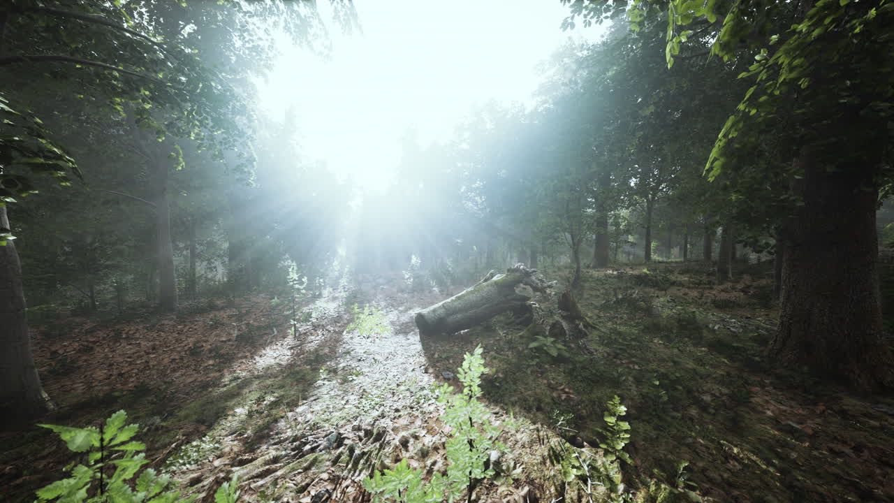 niebla de verano en el bosque