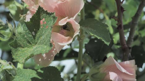 Bee-hiding-inside-a-pink-flower,-close-up