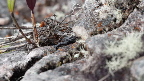 una pequeña rana negra arrastrándose sobre las rocas en roraima, venezuela