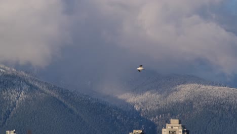 seagull flying against snowy mountain and high-rise buildings