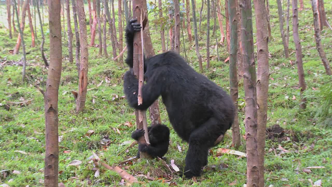 마운틴 고릴라는 르완다에서 유칼립투스 나무의 수액을 먹은 후 취합니다 1