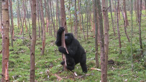 los gorilas de montaña se drogan después de comer la savia de los árboles de eucalipto en ruanda 1