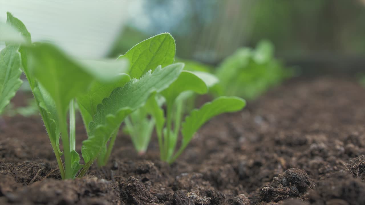 hojas jóvenes de plantas de rábano que crecen en una cama de jardín elevada