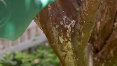 a green watering can watering a tree during a sunny day