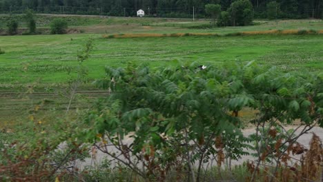 Cows-walk-along-a-farm-as-the-camera-quickly-passes-by-with-small-bushes-in-the-foreground