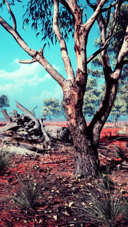 australian outback landscape with eucalyptus tree