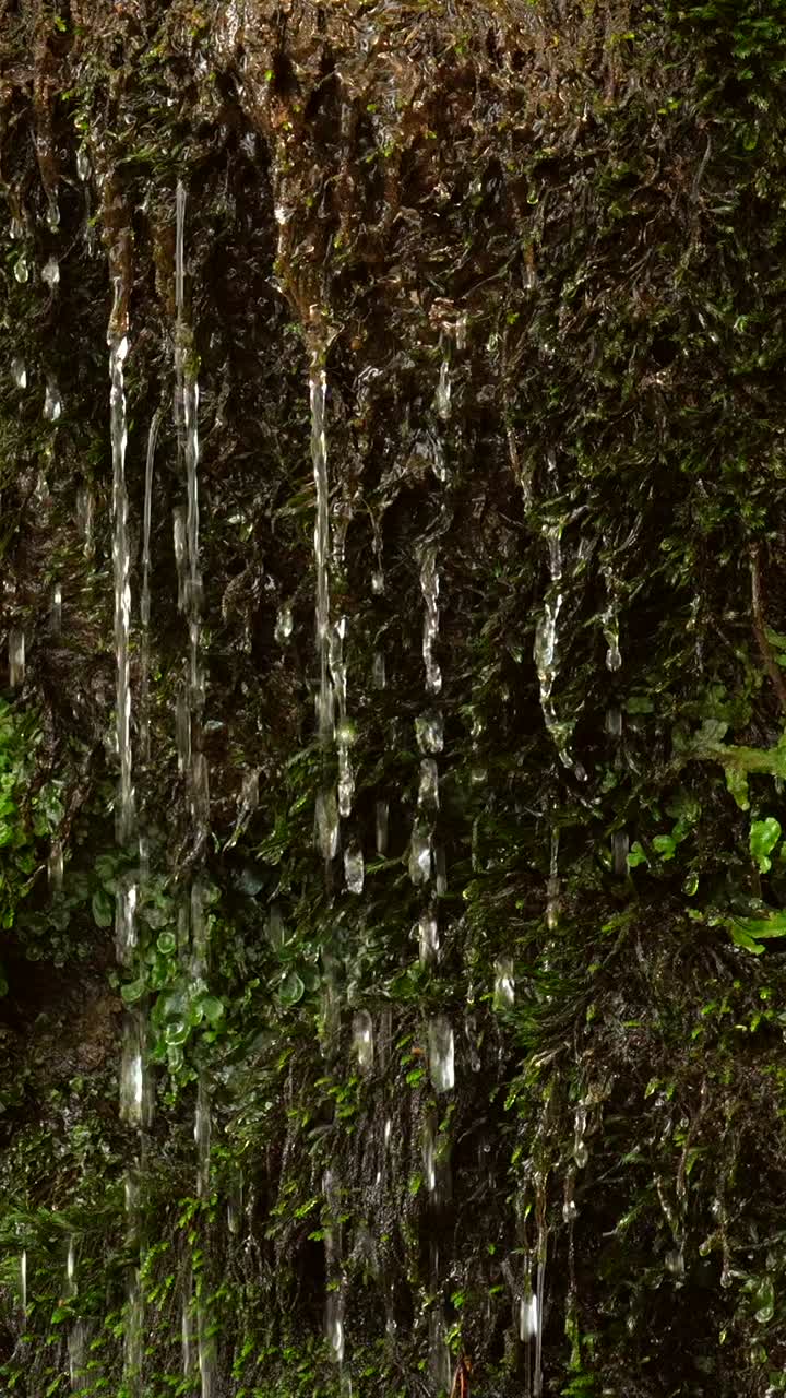 Water trickling down mossy rocks