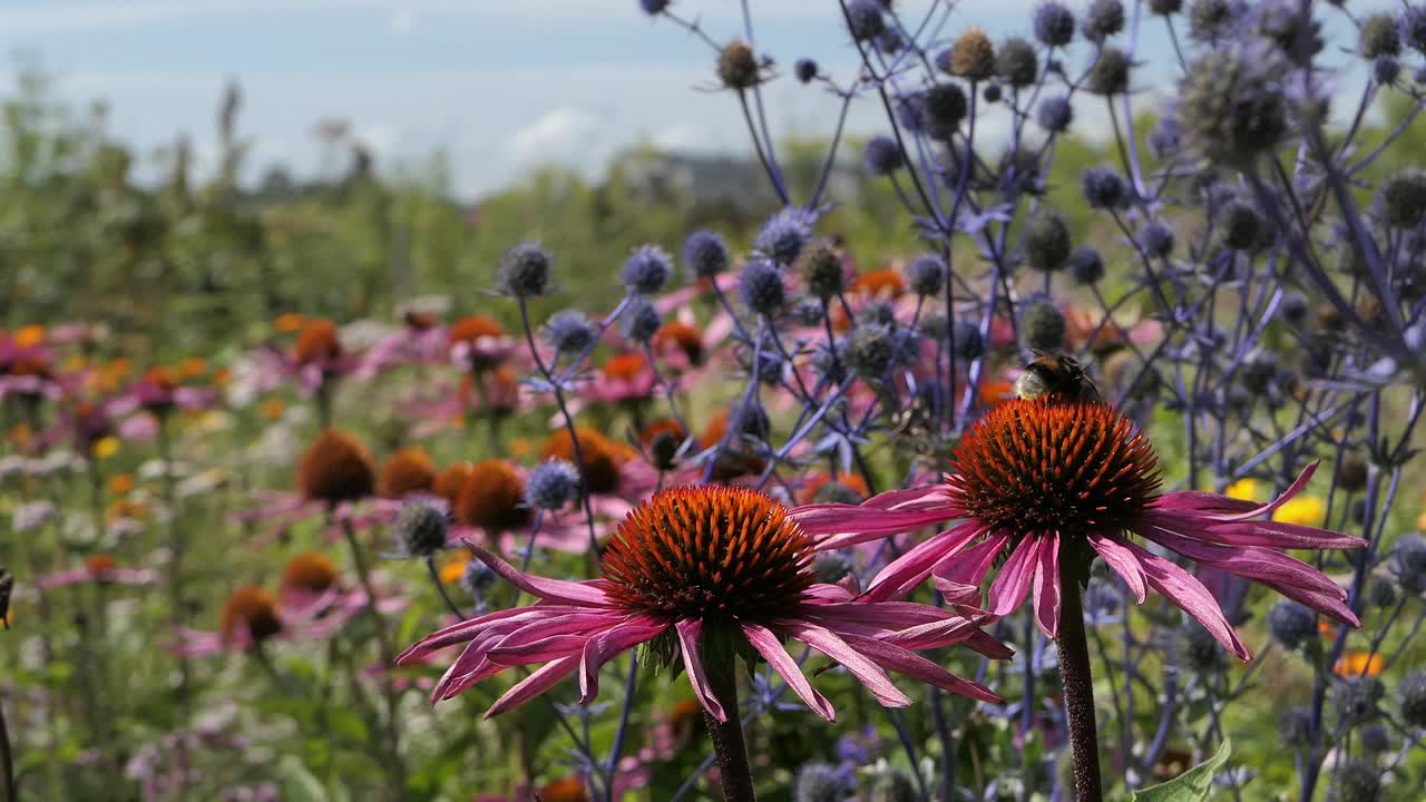 flor rosa y abejorro en el colorido jardín de prado, coneflower púrpura