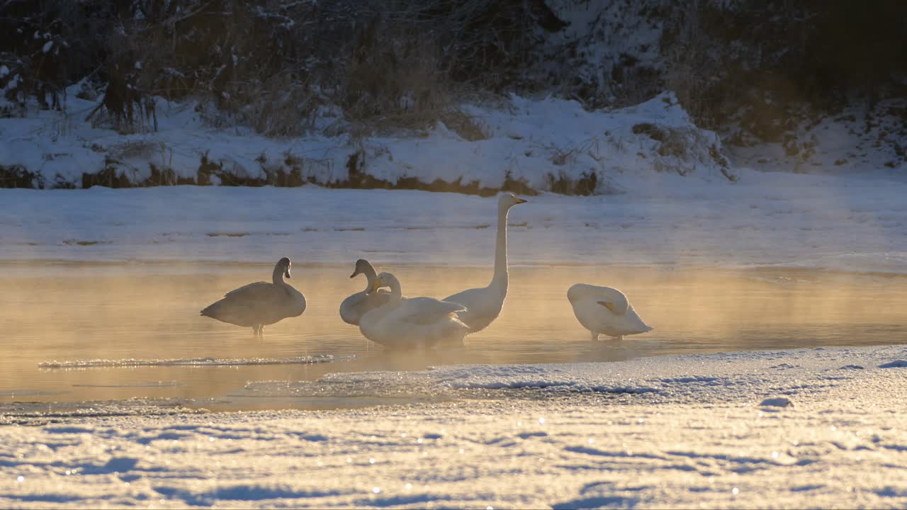 노르웨이 의 추운 저녁 에 증발 하는 강 의 증기 를 통해 볼 수 있는 우퍼 백조